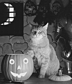 Домашние кошки - i_026.jpg