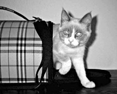 Домашние кошки - i_029.jpg