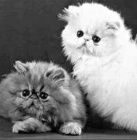 Домашние кошки - i_035.jpg