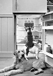 Домашние кошки - i_042.jpg