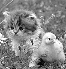 Домашние кошки - i_043.jpg