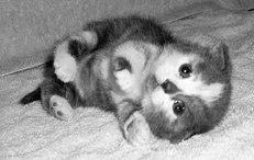 Домашние кошки - i_046.jpg