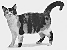 Домашние кошки - i_052.jpg