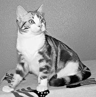 Домашние кошки - i_055.jpg