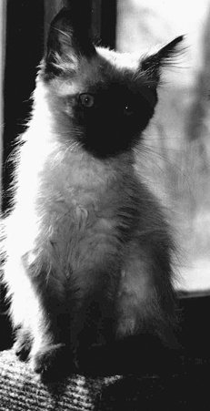 Домашние кошки - i_058.jpg