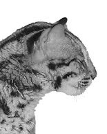 Домашние кошки - i_059.jpg