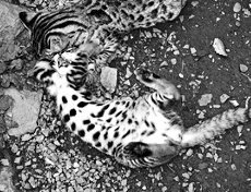 Домашние кошки - i_060.jpg