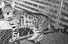 Домашние кошки - i_061.jpg