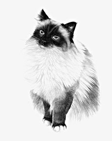 Домашние кошки - i_063.jpg