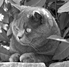 Домашние кошки - i_069.jpg