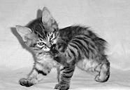 Лечение кошек - i_007.jpg