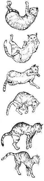 Лечение кошек - i_013.jpg