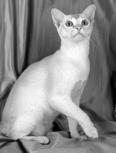 Лечение кошек - i_014.jpg