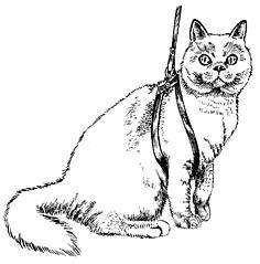 Лечение кошек - i_021.jpg