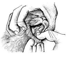 Лечение кошек - i_027.jpg