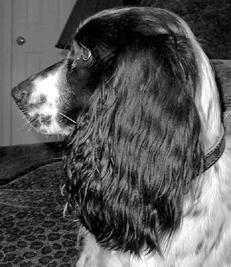 Русский охотничий спаниель - _01.jpg