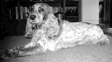 Русский охотничий спаниель - _04.jpg