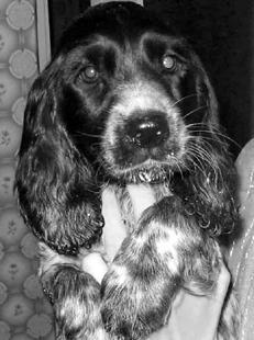 Русский охотничий спаниель - _06.jpg