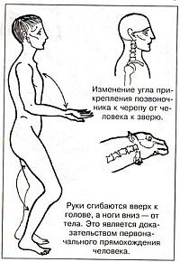 Антропологический детектив. Боги, люди, обезьяны... - i_095.jpg