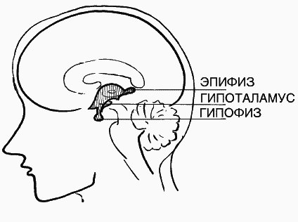 Исцеляющая энергия крови. Как исправить свое самочувствие за 5 минут - i_011.png