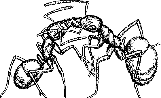 Тайна многоруких богов - i_017.png