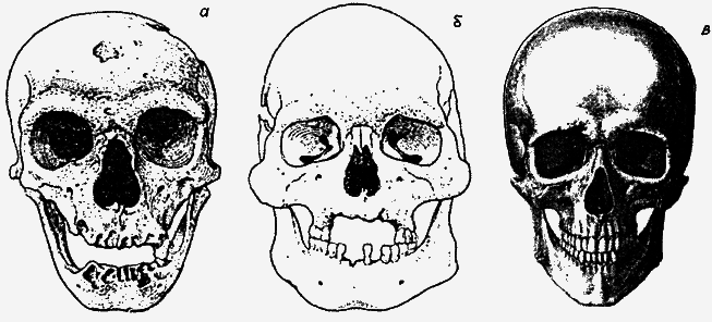 Тайная родословная человечества - _11.png