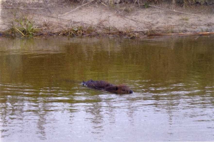 Городим огород в ладу с природой - img_2.jpeg