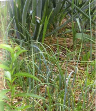 Городим огород в ладу с природой - img_22.jpeg