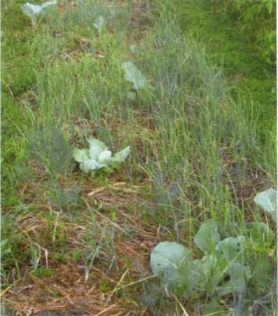 Городим огород в ладу с природой - img_24.jpeg