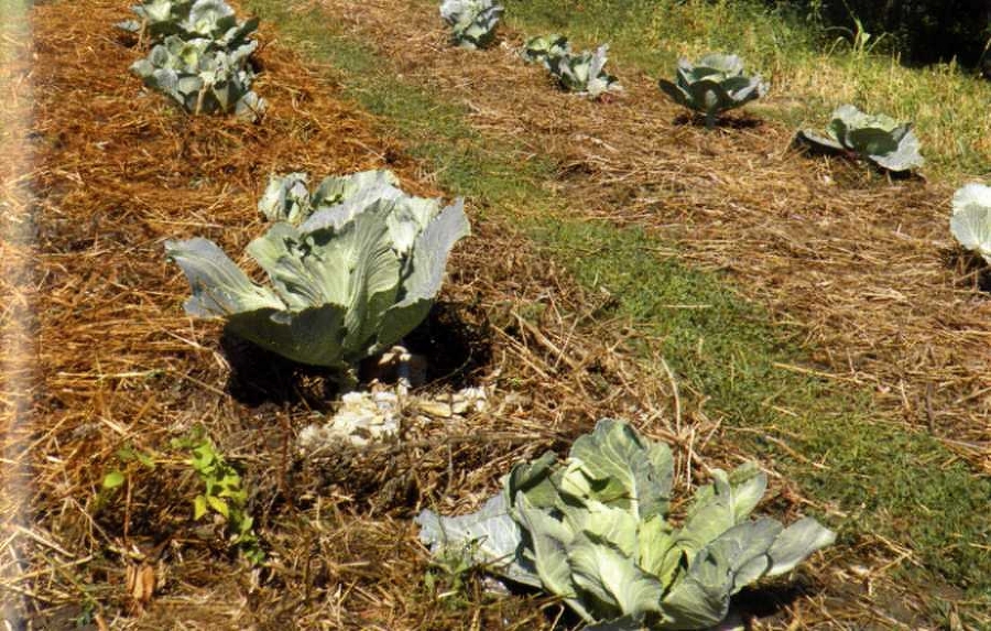 Городим огород в ладу с природой - img_28.jpeg