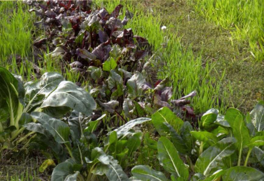 Городим огород в ладу с природой - img_30.jpeg