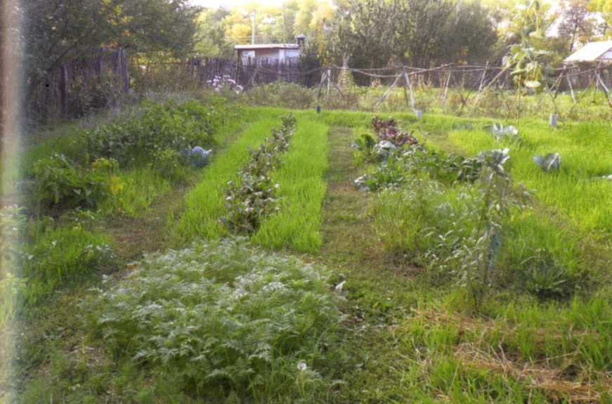 Городим огород в ладу с природой - img_31.jpeg