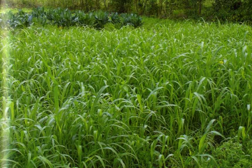 Городим огород в ладу с природой - img_32.jpeg