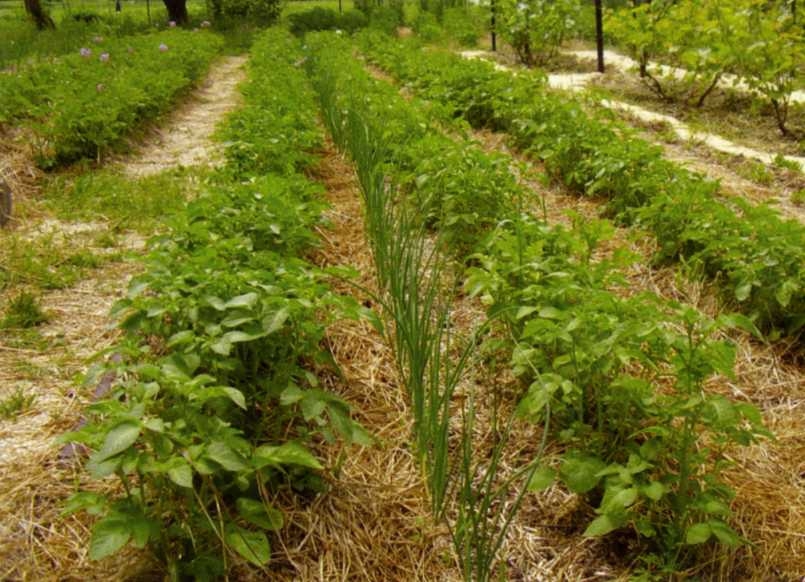 Городим огород в ладу с природой - img_34.jpeg