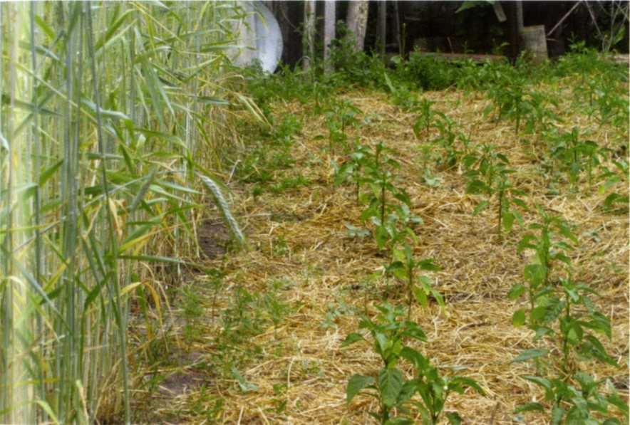 Городим огород в ладу с природой - img_53.jpeg