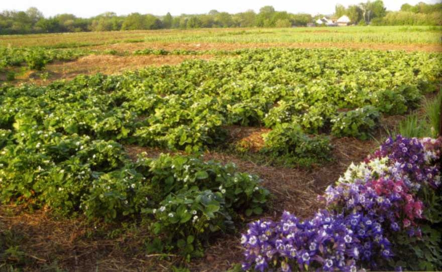 Городим огород в ладу с природой - img_55.jpeg