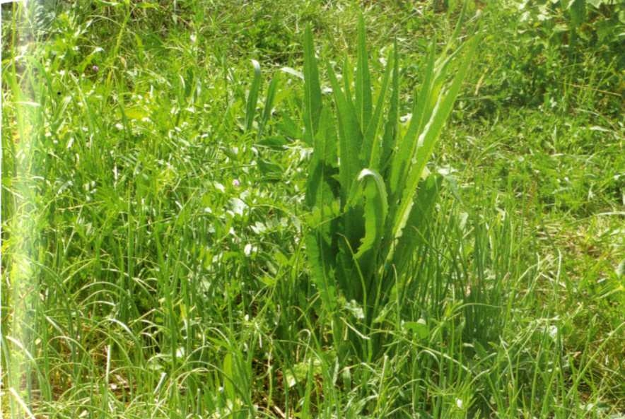 Городим огород в ладу с природой - img_60.jpeg