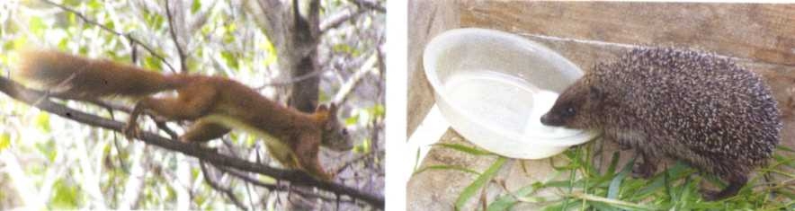 Городим огород в ладу с природой - img_68.jpeg