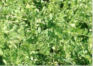 Манна с небес — в огород. Всемогущая сидерация - i_007.jpg