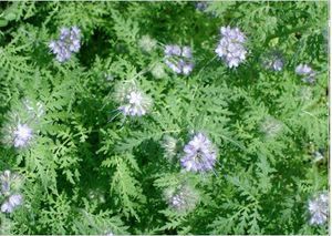 Манна с небес — в огород. Всемогущая сидерация - i_008.jpg