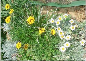 Манна с небес — в огород. Всемогущая сидерация - i_011.jpg