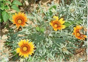 Манна с небес — в огород. Всемогущая сидерация - i_013.jpg