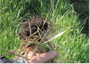 Манна с небес — в огород. Всемогущая сидерация - i_018.jpg