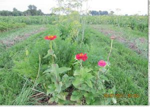 Манна с небес — в огород. Всемогущая сидерация - i_019.jpg