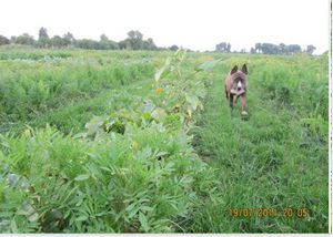 Манна с небес — в огород. Всемогущая сидерация - i_021.jpg