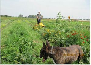 Манна с небес — в огород. Всемогущая сидерация - i_023.jpg