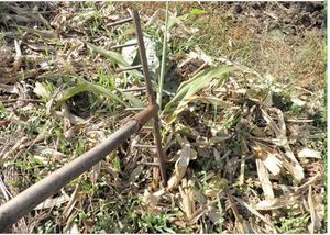 Манна с небес — в огород. Всемогущая сидерация - i_026.jpg