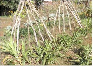 Манна с небес — в огород. Всемогущая сидерация - i_028.jpg