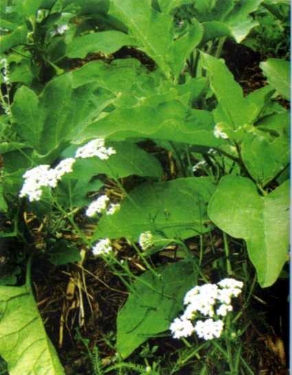 Огород для умных, или как не навредить заботой - img_60.jpeg