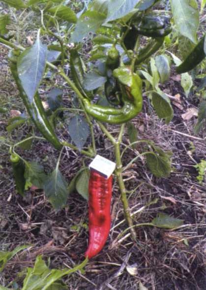 Умный огород круглый год - img_13.jpeg